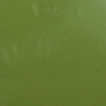 schilf