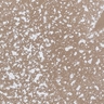 Sahara