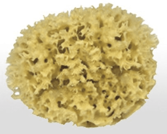 LEVANTINER Naturschwamm 8cm