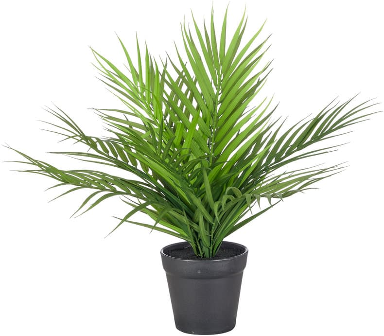 CREATIVE GREEN Areca Palme