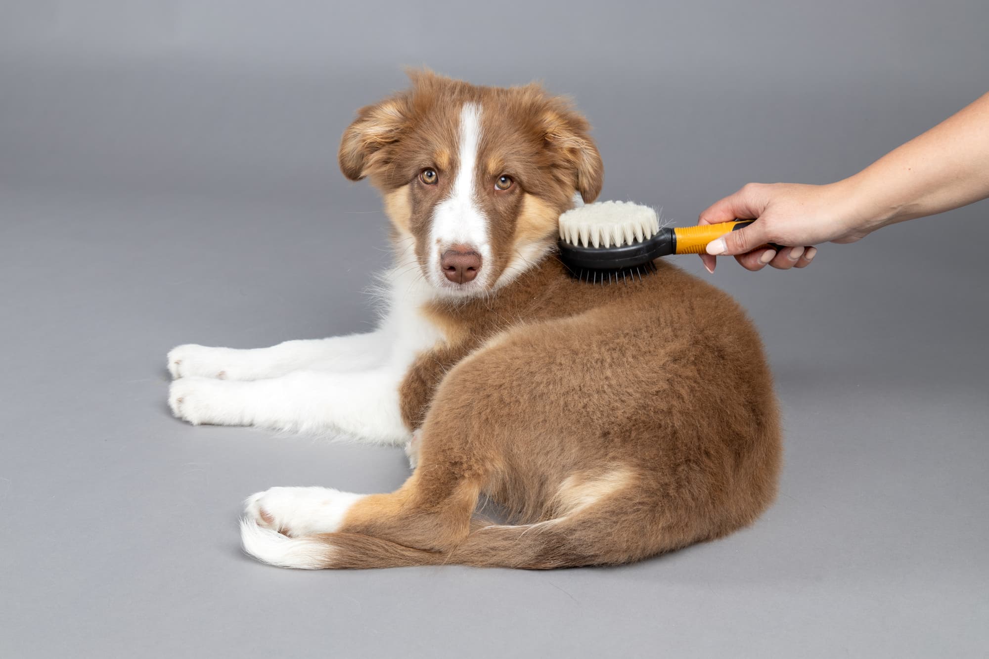 Produktbild FLAMINGO Hundezubehör 3in1 Stiftbürste & Flohkamm für Welpen 4 von 5