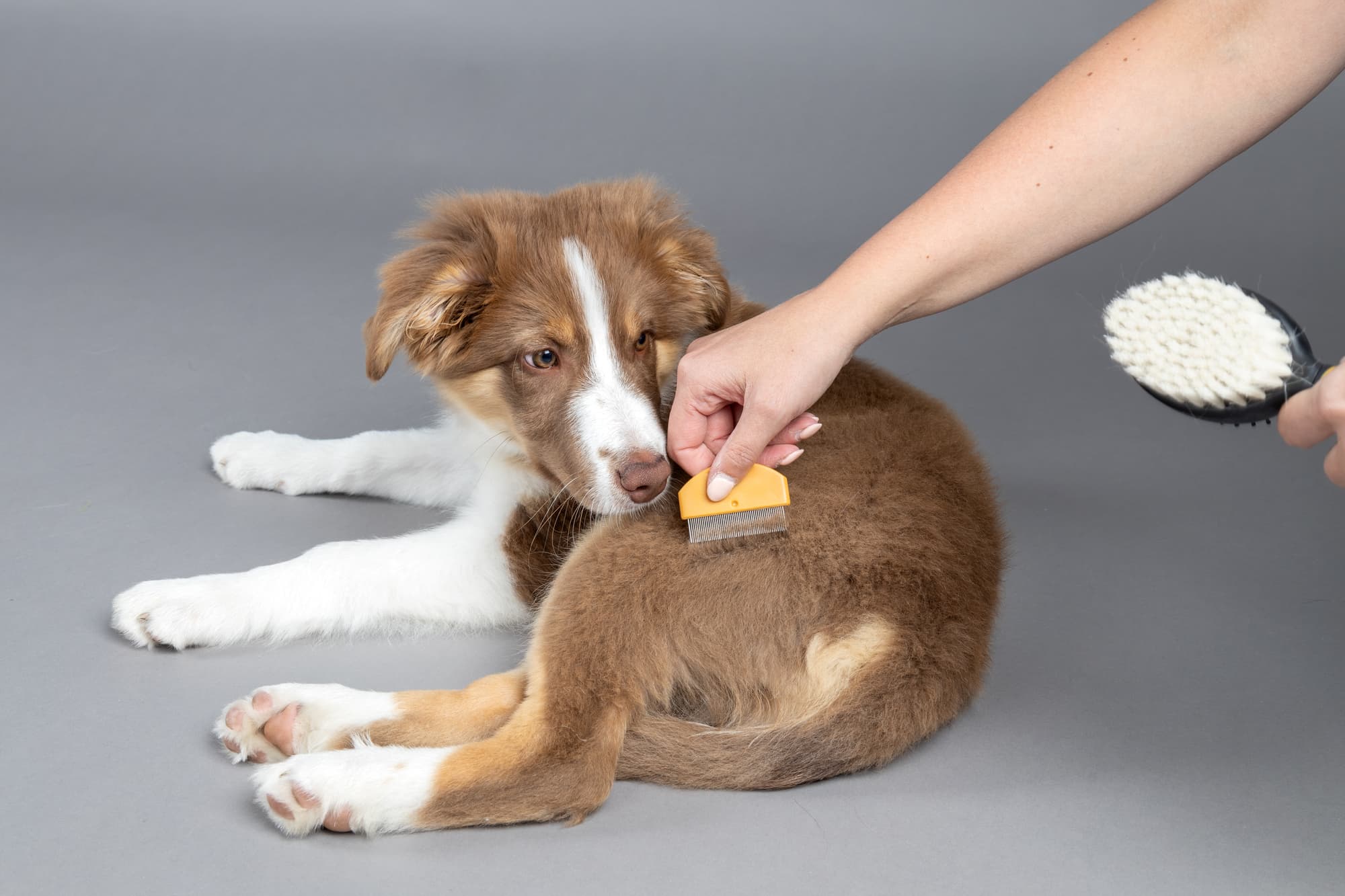 Produktbild FLAMINGO Hundezubehör 3in1 Stiftbürste & Flohkamm für Welpen 5 von 5