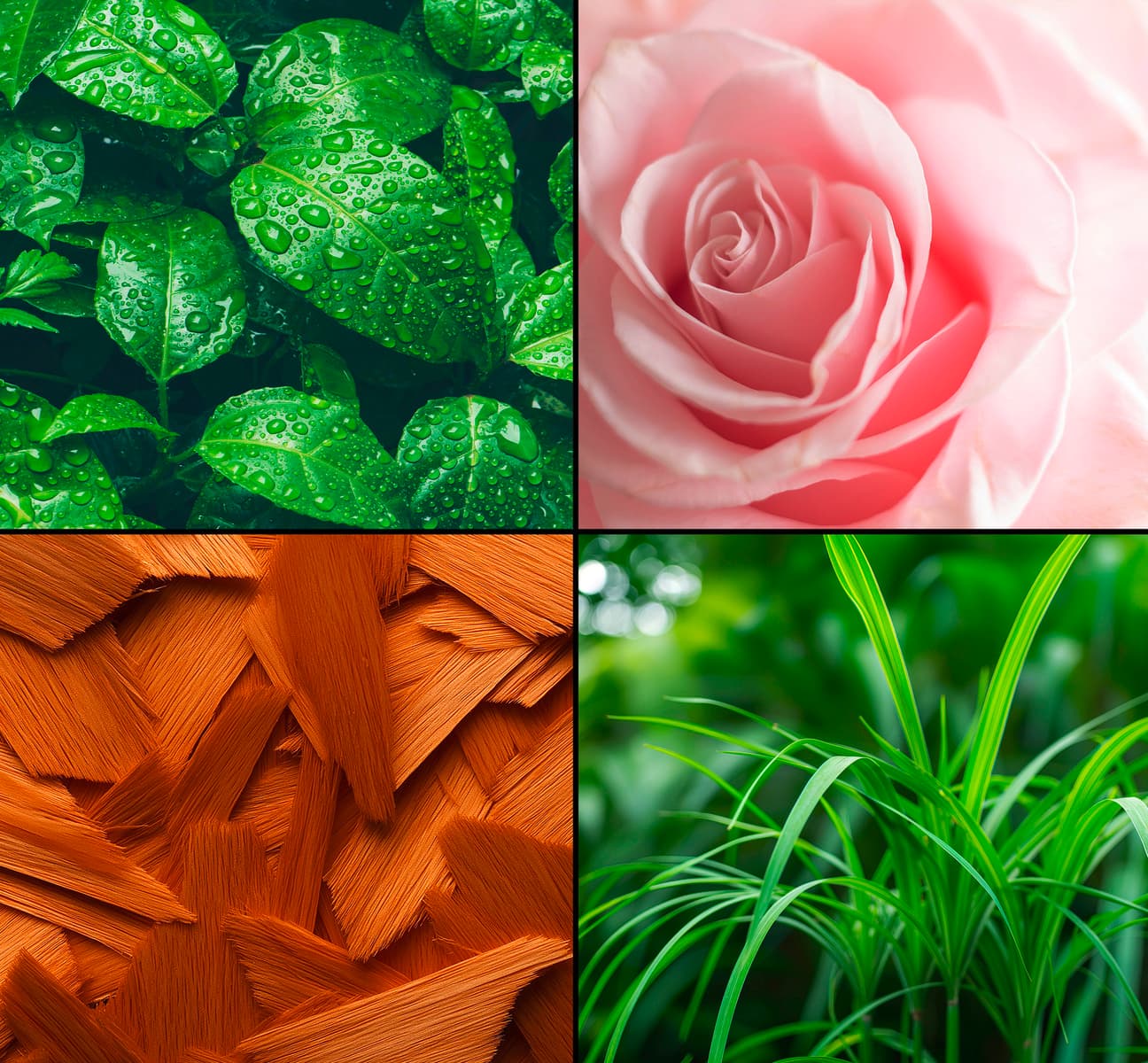 Produktbild Tesori d'Oriente Cremedusche Sandelholz & Vetiver 5 von 6