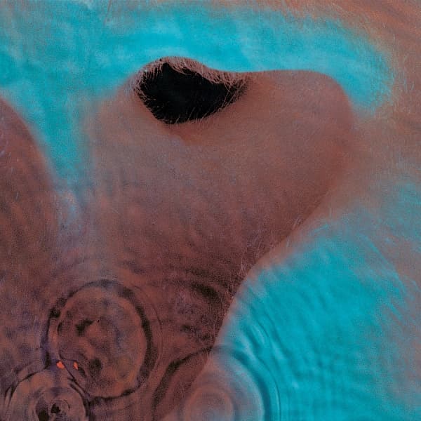 Meddle / heavy vinyl oclore "voodoo" 