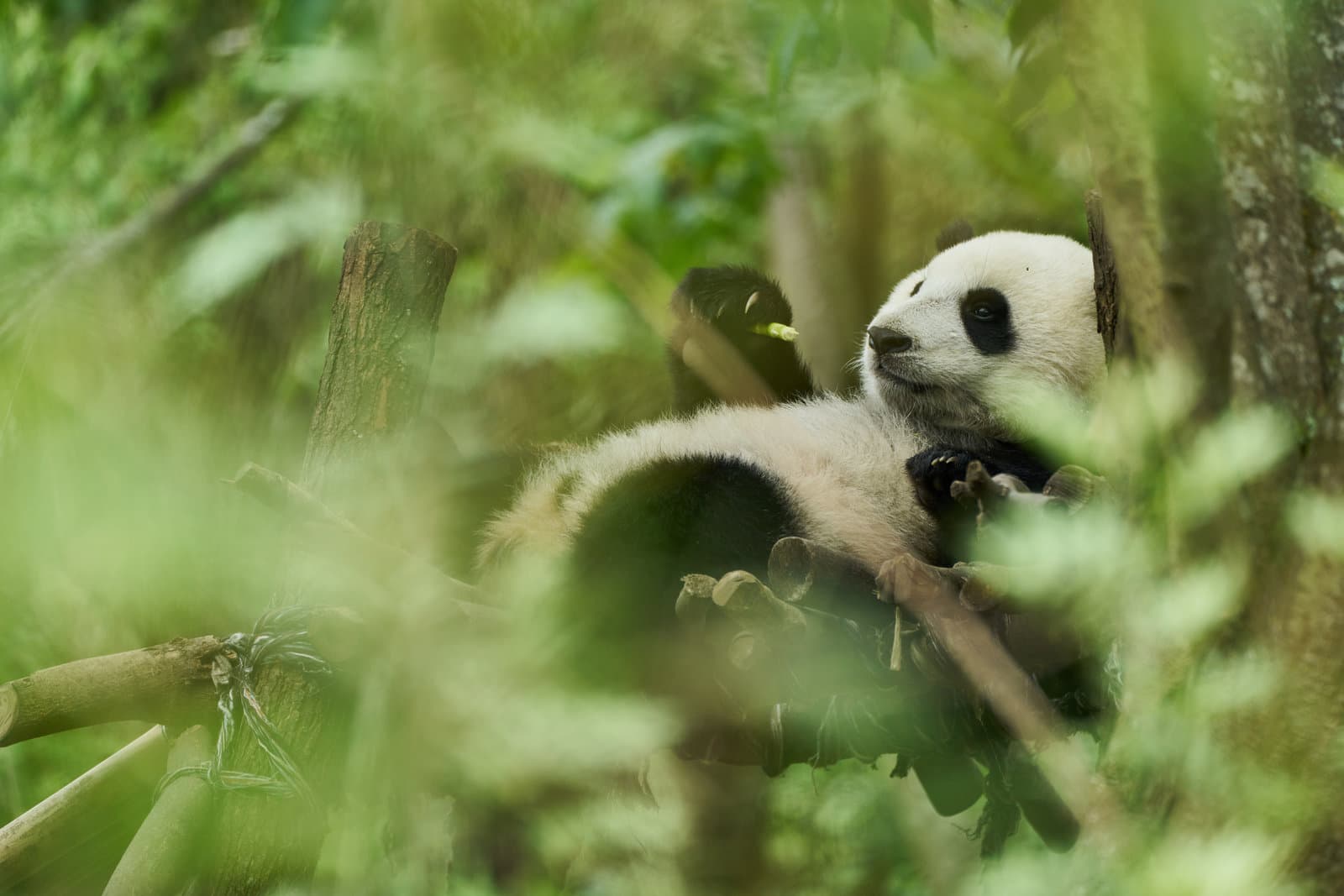 Produktbild Moon - Der Panda 4 von 12