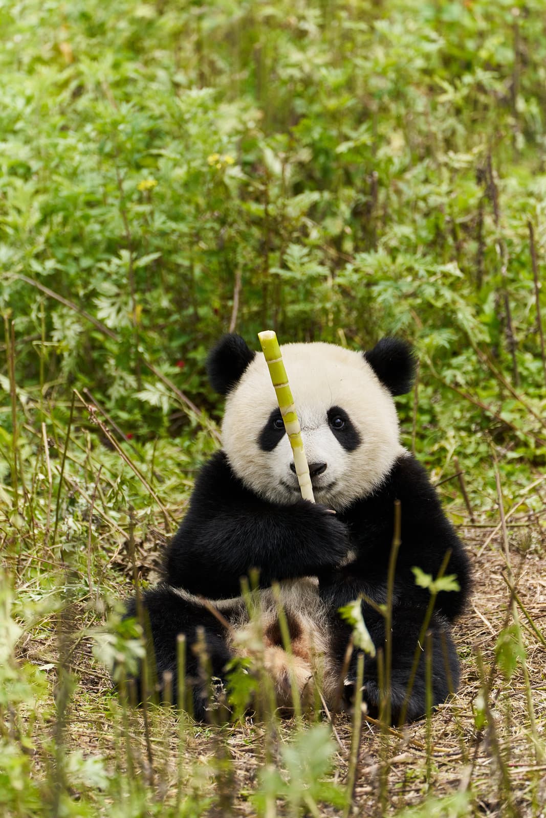 Produktbild Moon - Der Panda 7 von 12