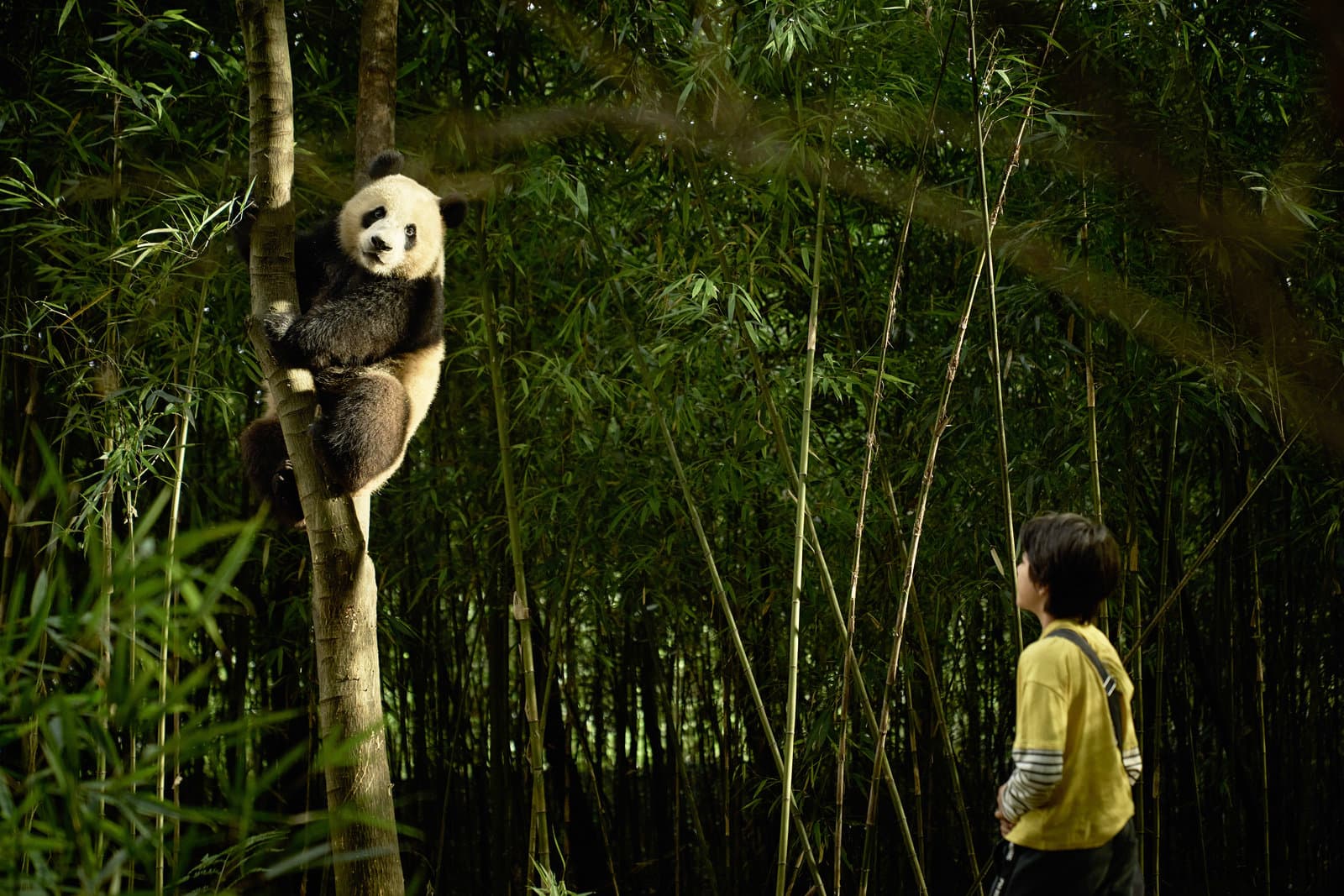 Produktbild Moon - Der Panda 8 von 12