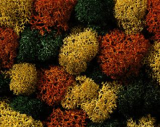 Produktbild NOCH 08630 - Dekormoos herbstlich sortiert 2 von 2