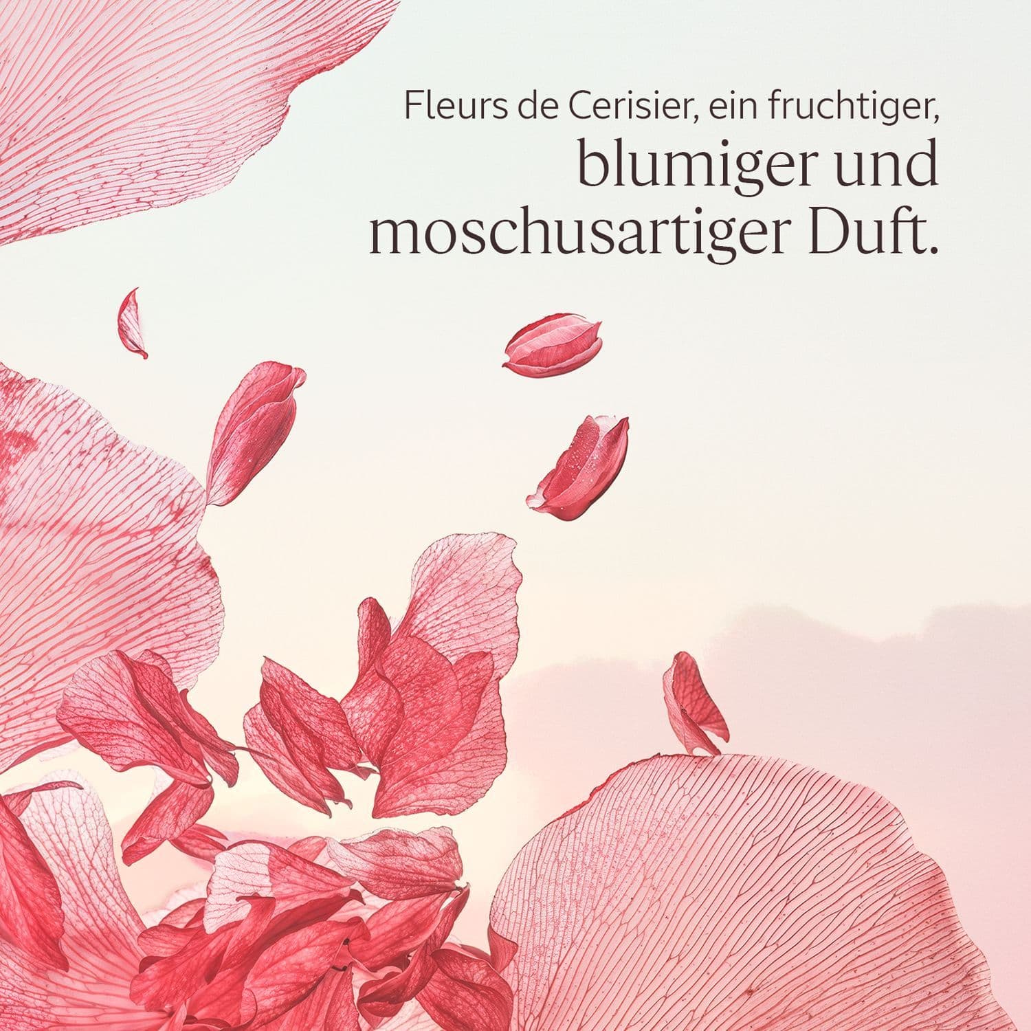 L'OCCITANE EN PROVENCE Fleurs de Cerisier Duschgel