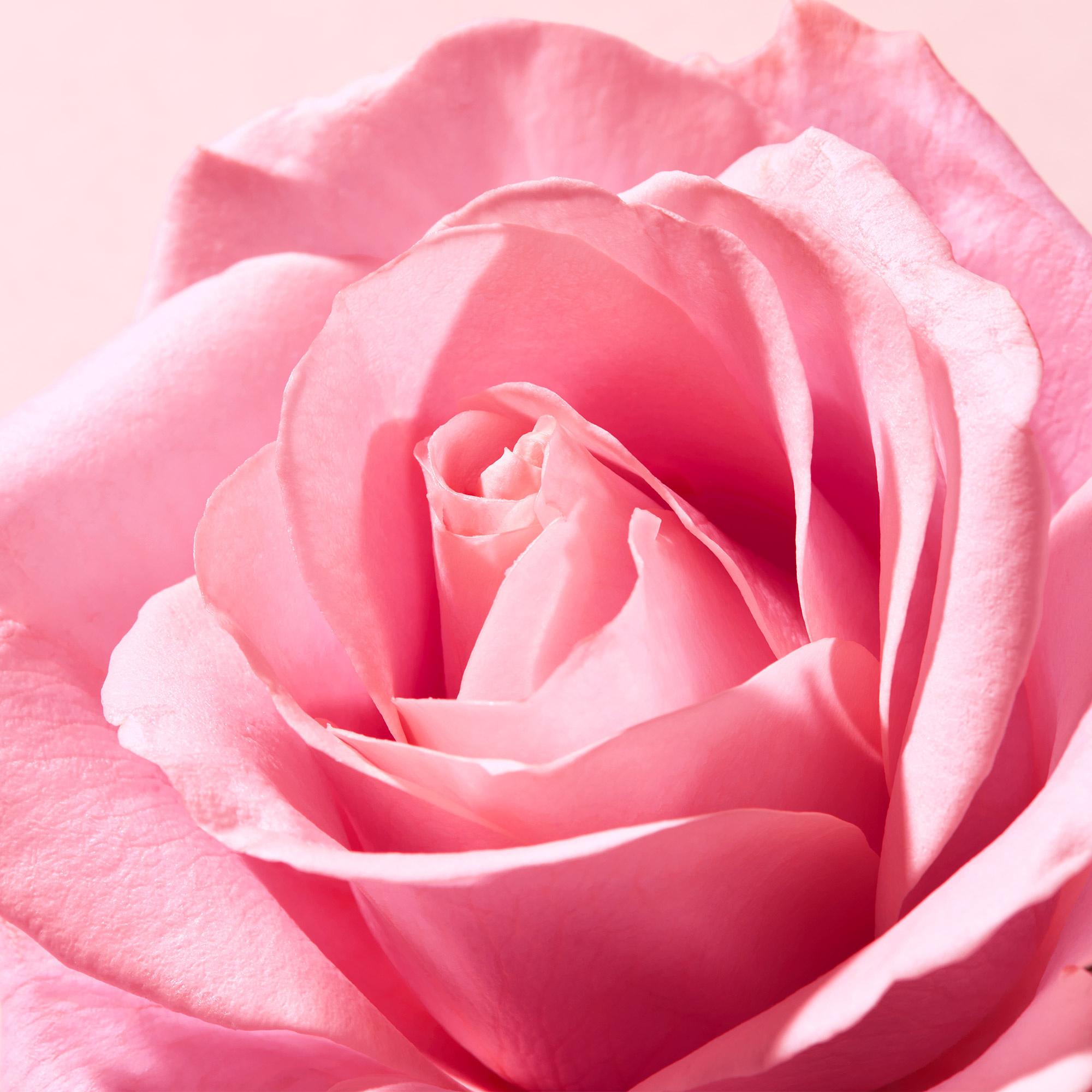Produktbild NUXE Very Rose Rosen-Lippenbalsam 3 von 6
