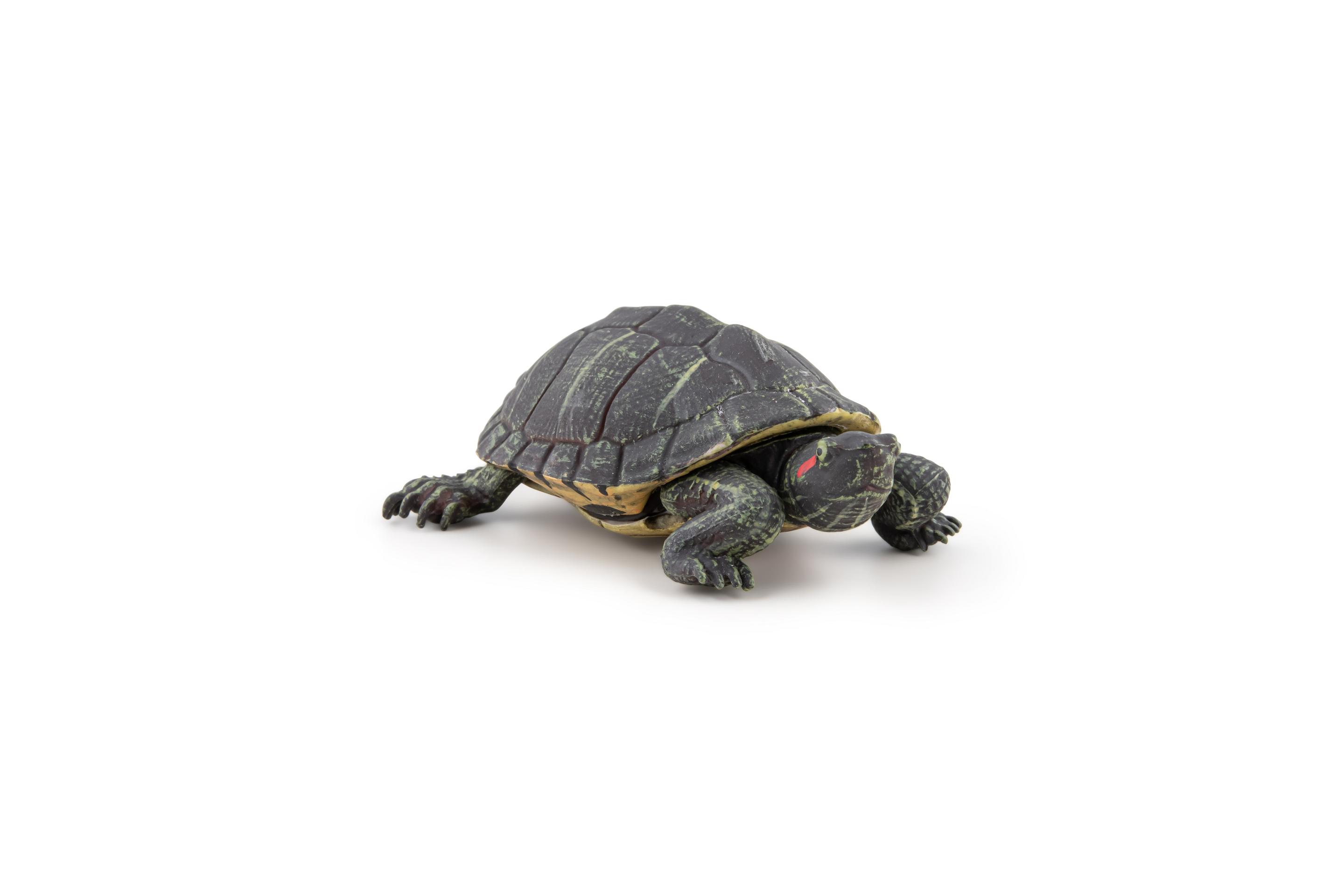 Produktbild Papo - Florida-Schildkröte 4 von 4