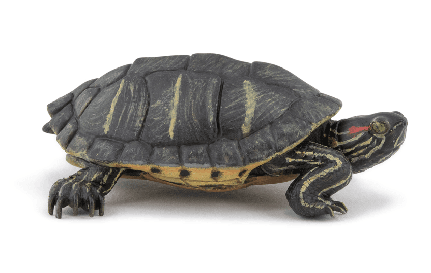 Produktbild Papo - Florida-Schildkröte 2 von 4