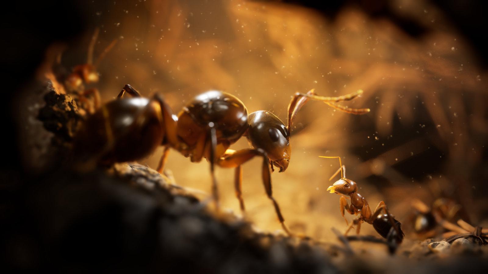 Produktbild Empire of the Ants (Limited Edition) 3 von 7