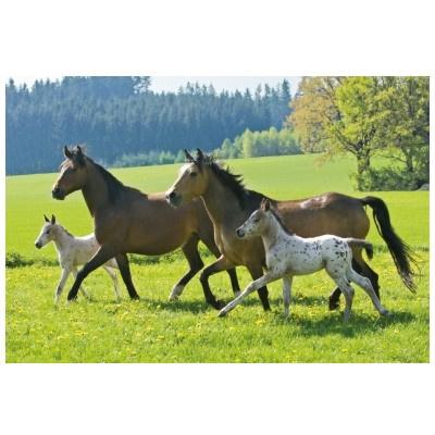 Produktbild Schmidt Spiele - Puzzle - Puzzle-Box im Metallkoffer - Pferde, 2x26, 2x48 Teile 2 von 6
