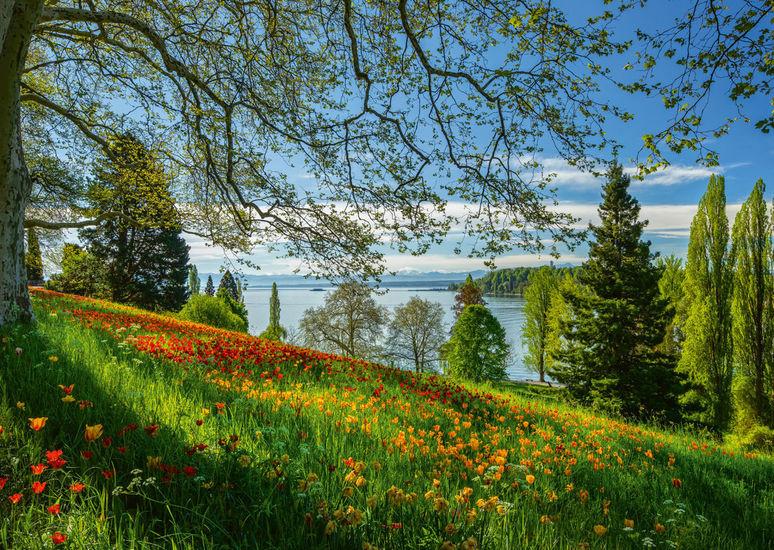 Produktbild Schmidt Spiele - Erwachsenenpuzzle - Frühlingsallee zur Tulpenblüte, Insel Mainau, 1000 Teile Puzzle 2 von 2