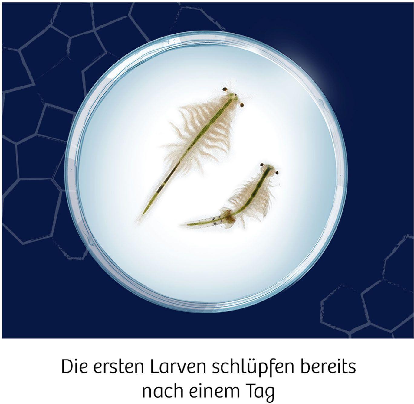 Produktbild KOSMOS -  Fun Science Wuselnde Salzkrebse Züchte Urzeitkrebse und entdecke ihren Lebensraum Experimentierkasten 5 von 7