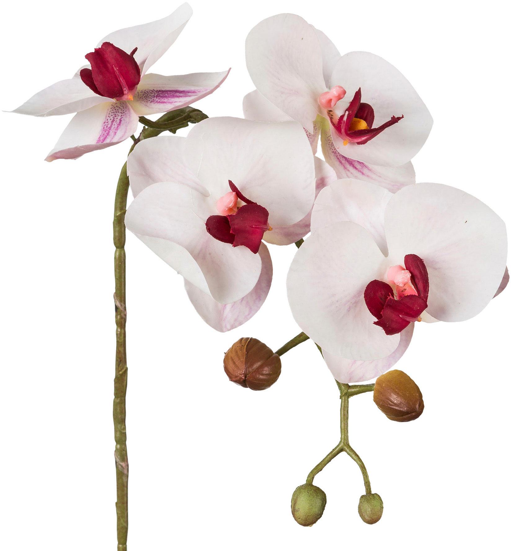 Asia Phalenopsis 3D-print 42 cm