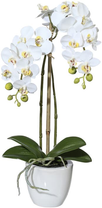 CREATIVE GREEN Mini- Phalaenopsis