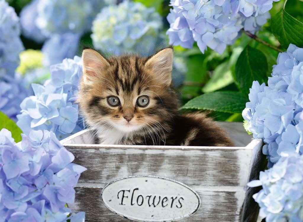 Produktbild Ravensburger Puzzle - Kleine Katze, 300 XXL Teile 2 von 2
