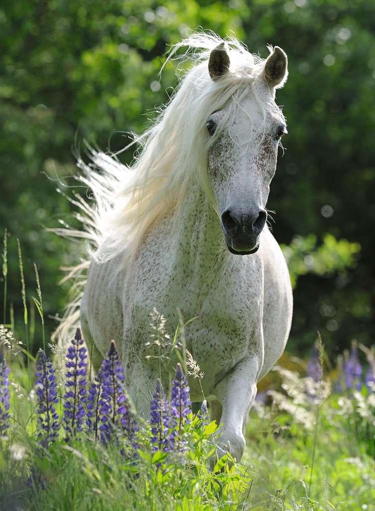Produktbild Ravensburger Puzzle - Weiße Stute, 100 XXL Teile 2 von 2