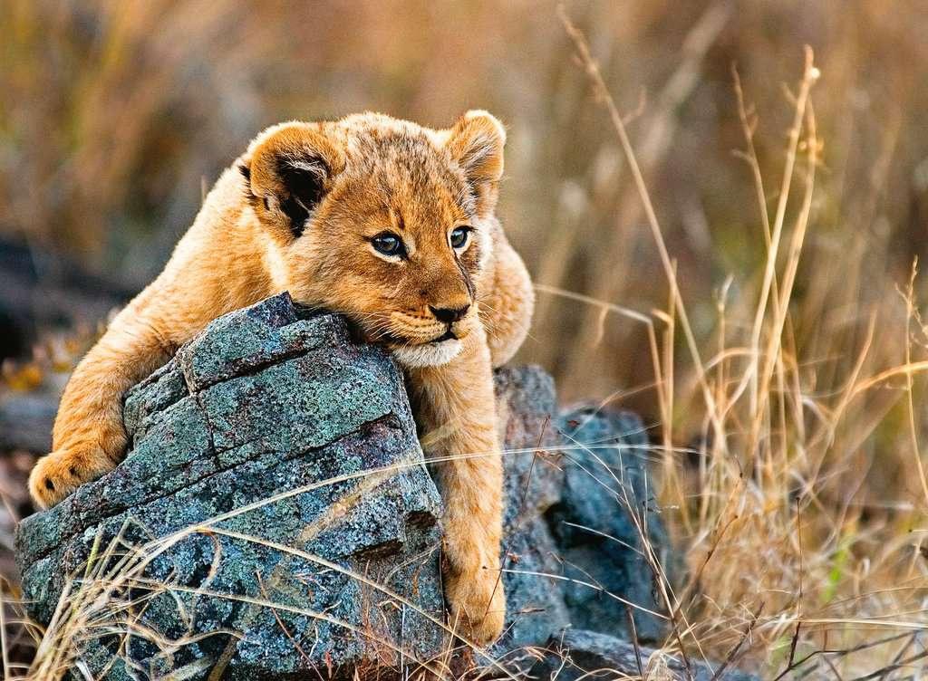 Produktbild Ravensburger Puzzle - Kleiner Löwe - 200 Teile Puzzle für Kinder ab 8 Jahren 2 von 2