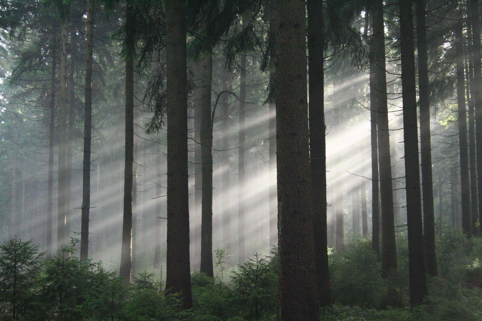 Produktbild Das grüne Wunder - Unser Wald 3 von 9