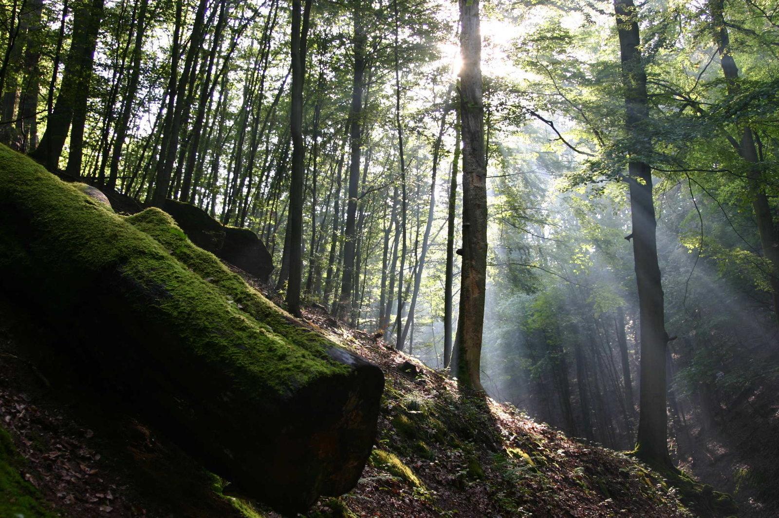 Produktbild Das grüne Wunder - Unser Wald 4 von 9