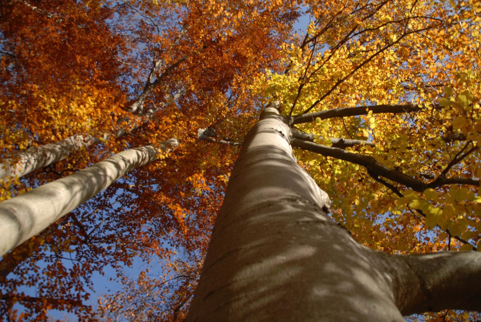 Produktbild Das grüne Wunder - Unser Wald 7 von 9