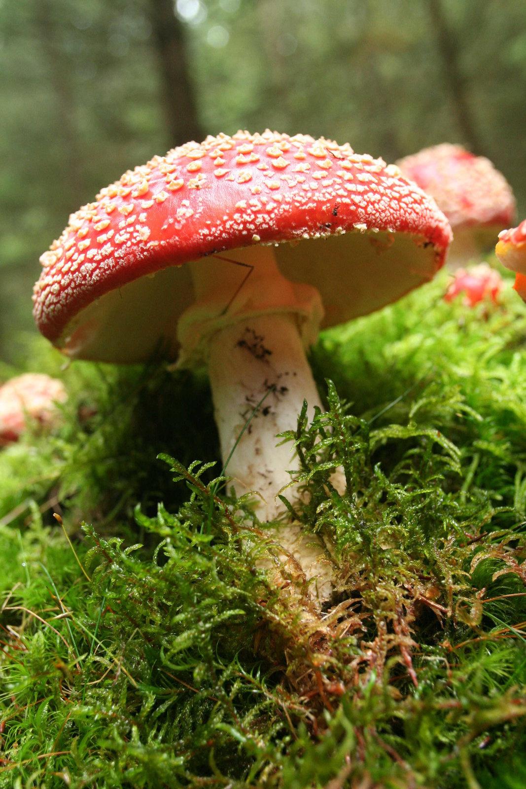 Produktbild Das grüne Wunder - Unser Wald 8 von 9