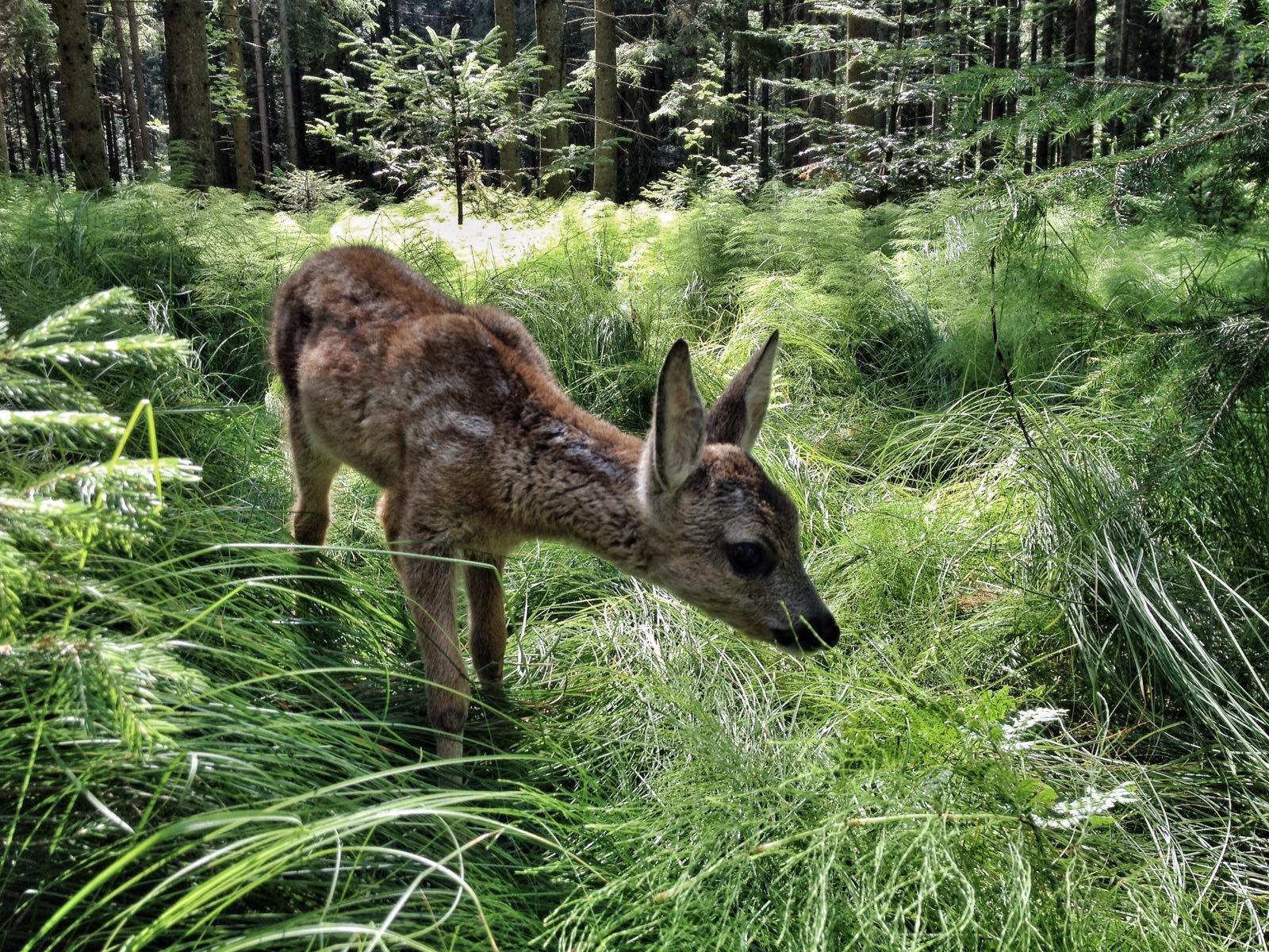 Produktbild HEIMAT NATUR 7 von 10
