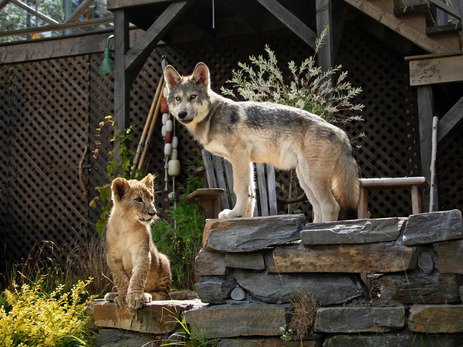 Produktbild Der Wolf und der Löwe 6 von 11