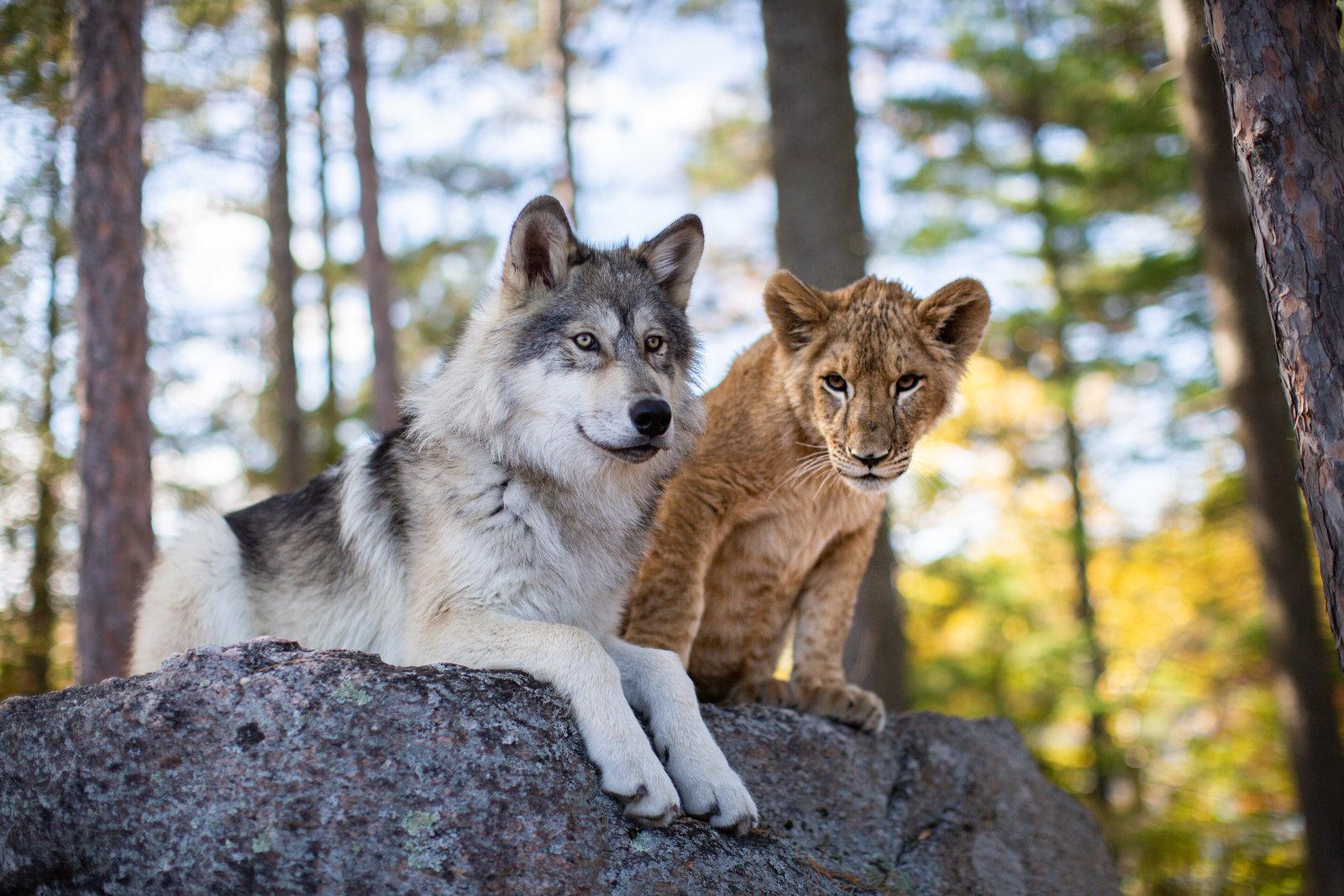 Produktbild Der Wolf und der Löwe 10 von 11