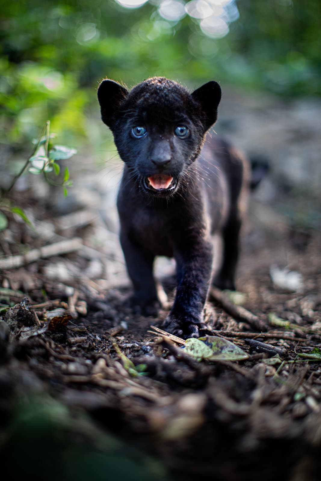 Produktbild Ella und der schwarze Jaguar 7 von 10