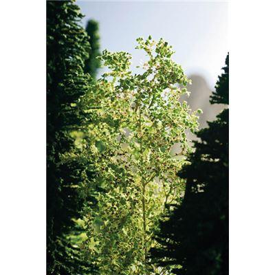 Produktbild NOCH 07144 - Laub, mittelgrün PROFI 3 von 4