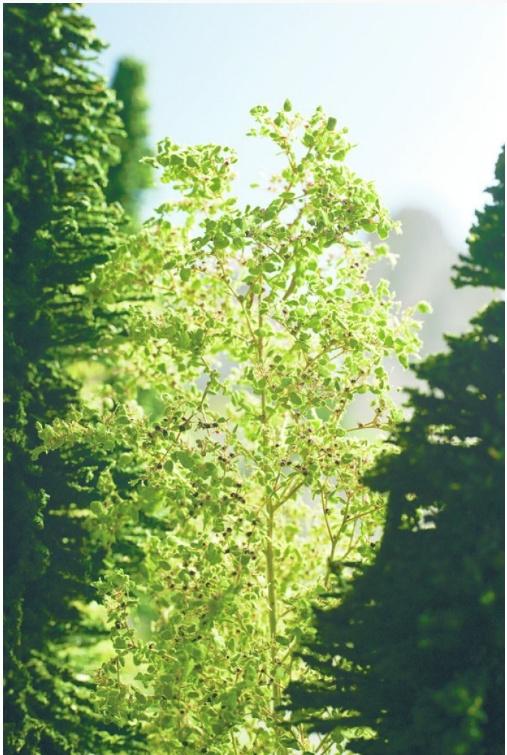 Produktbild NOCH 23100 - Naturbäume 2 von 6