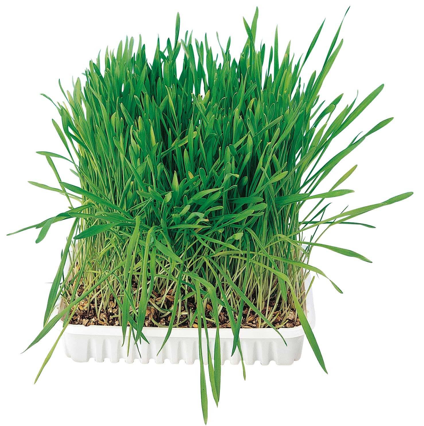 Trixie Katzengras Nachfüllbeutel 100g
