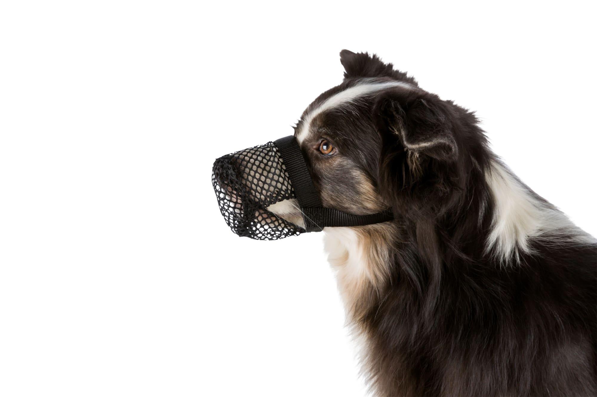 Trixie Giftköder-Schutznetz schwarz XS-S Hundezubehör