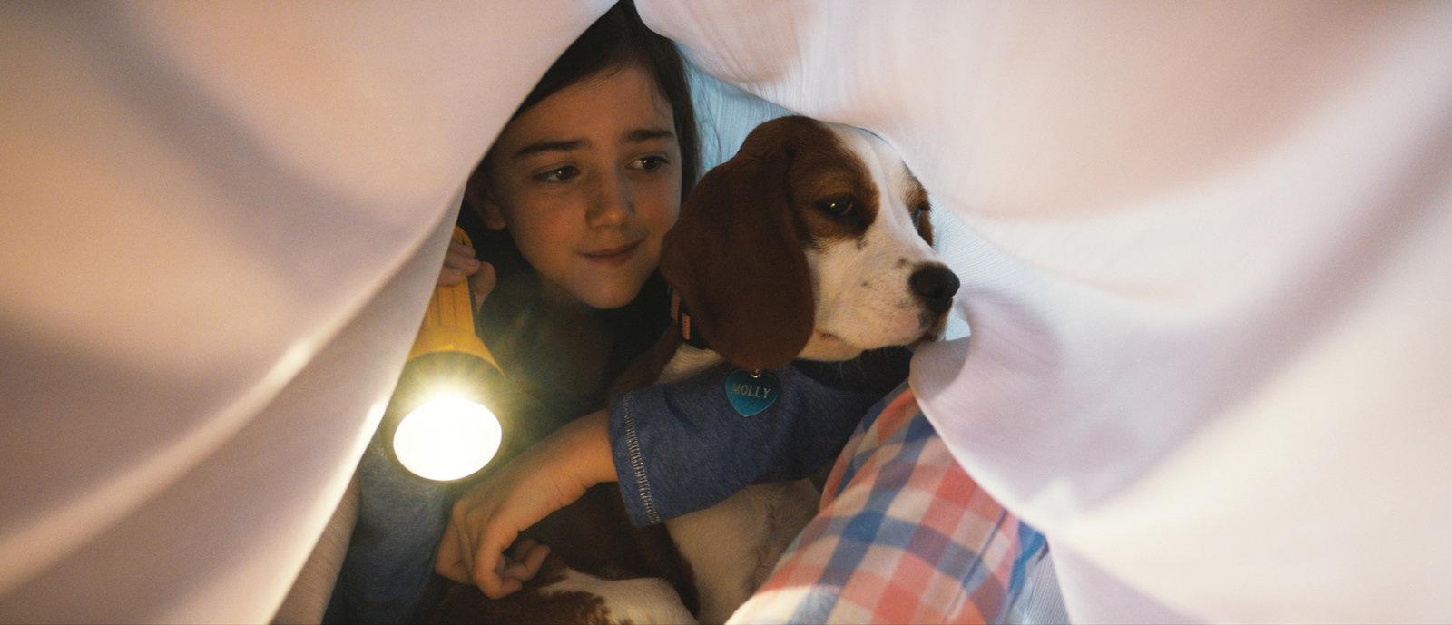Produktbild Bailey - Ein Hund kehrt zurück 12 von 12
