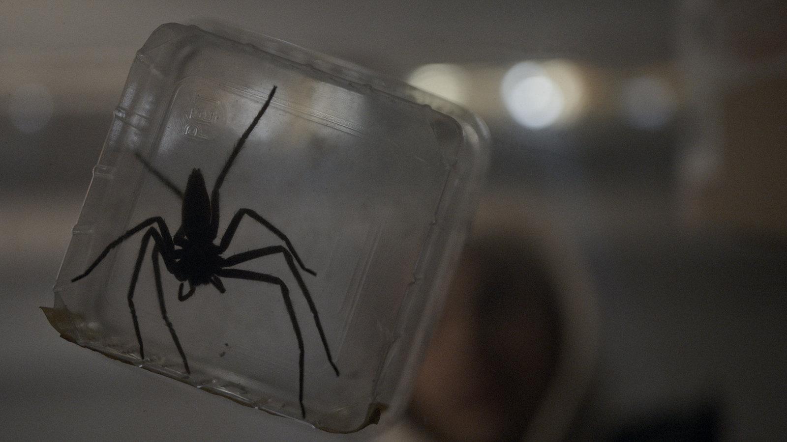 Produktbild Spiders - Ihr Biss ist der Tod 6 von 8