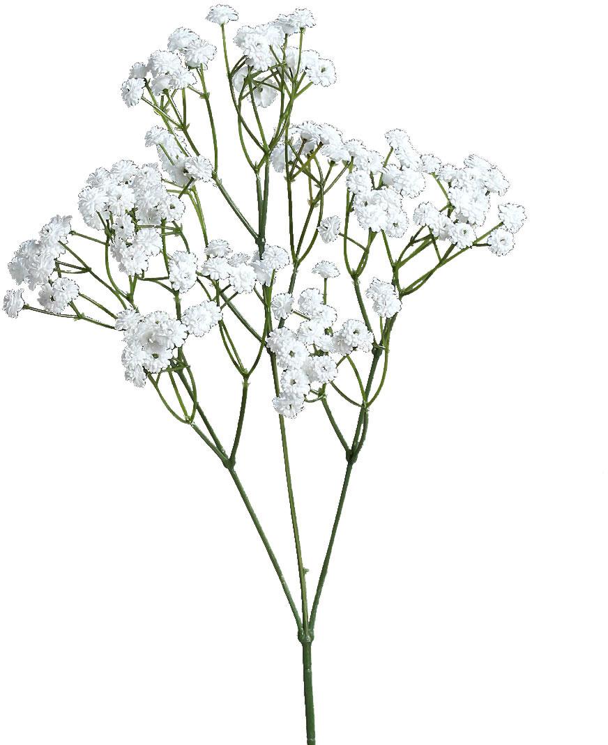 Schleierkraut, 67cm