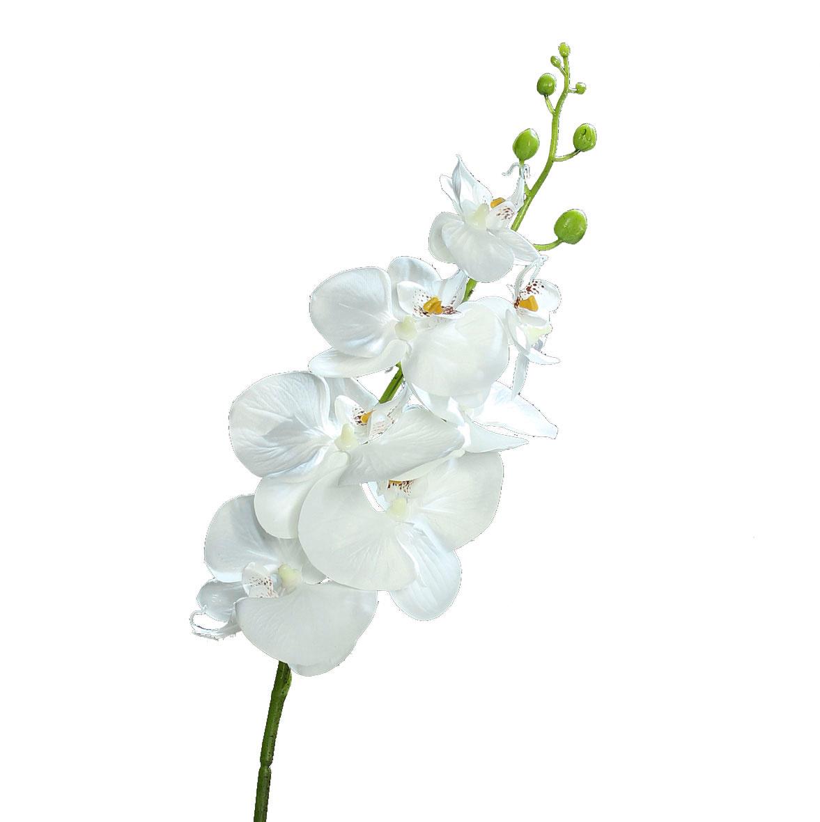 Orchidee Phalaenopsis, 83 cm