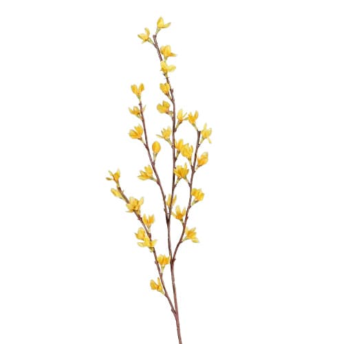Forsythie 76cm