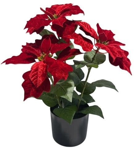 Poinsettie im Topf H=45cm