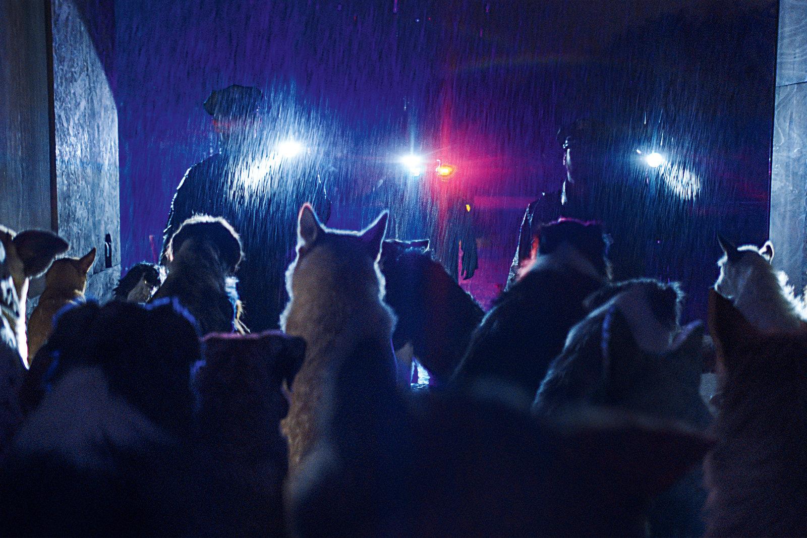 Produktbild DogMan 4 von 4