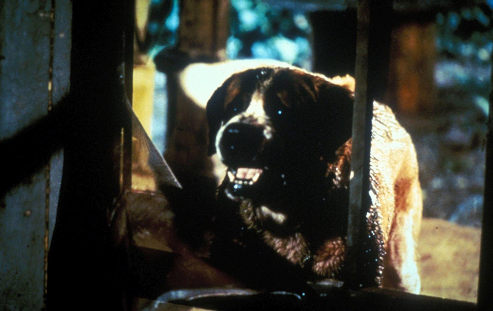 Produktbild Stephen King's Cujo - Director's Cut 3 von 12