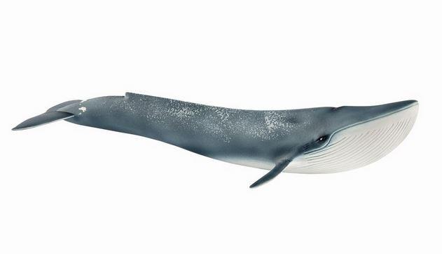 Schleich 14806 - Wild Life - Blauwal