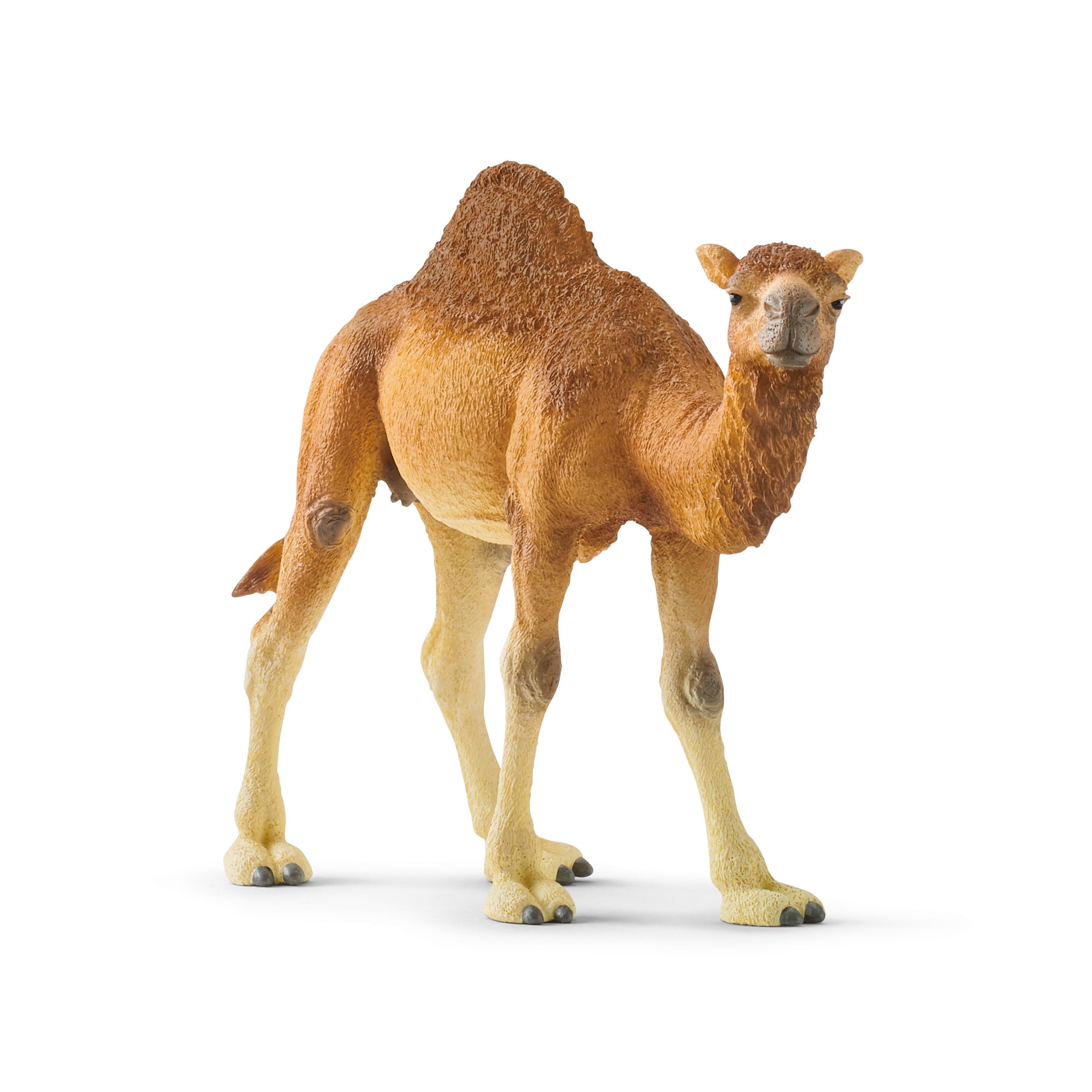 Produktbild Schleich 14832 - Wild Life - Dromedar 2 von 2