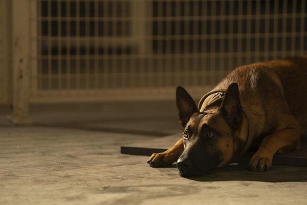 Produktbild Dog - Das Glück hat vier Pfoten 7 von 12