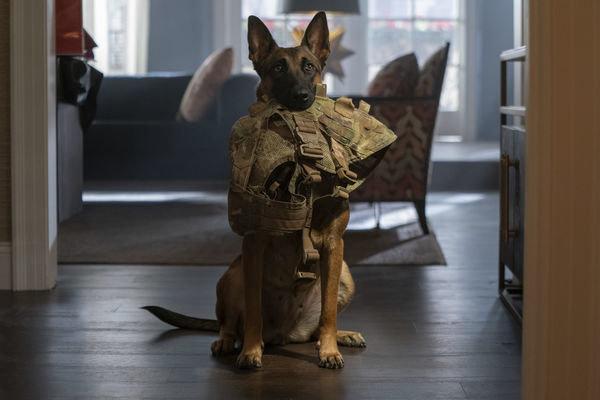 Produktbild Dog - Das Glück hat vier Pfoten 12 von 12