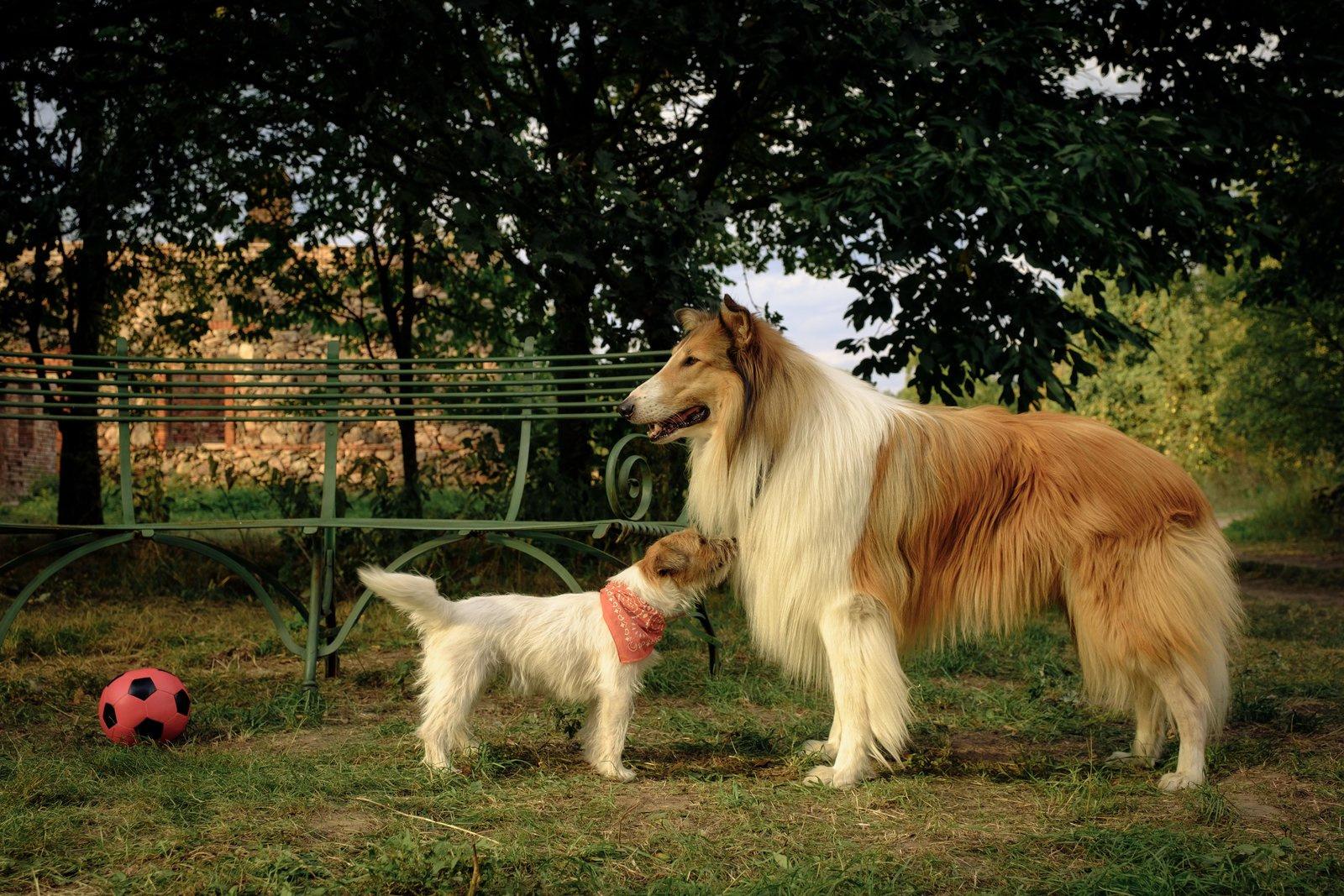 Produktbild Lassie - Ein neues Abenteuer 8 von 12